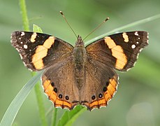 Vanessa abyssinica, Abyssinian admiral