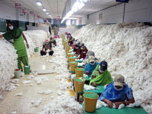 Employees at an Indian spinning mill are seen manually decontaminating mounds of cotton