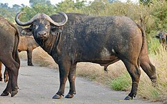 African buffalo (Syncerus caffer)