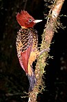 Rufous-headed woodpecker