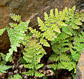 Cheilanthes covillei