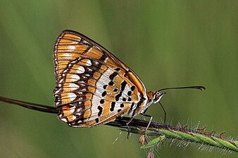 Ventral view