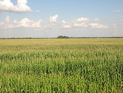 A cornfield near Saint-Blaise-sur-Richelieu