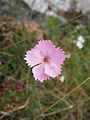 Dianthus sylvestris