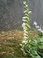 Digitalis lutea