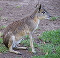 The zoo is home to only Patagonian maras held in Australia