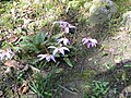 Erythronium dens-canis 'Rose Queen'