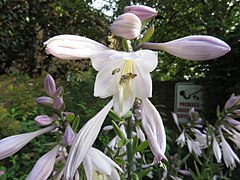 Unknown Hosta