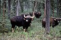 Indian bison (gaur) is present in parts of this ecoregion