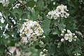 Blossoms of the Crataegus azarolus var. aronia