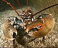 欧洲螯龙虾 Homarus gammarus