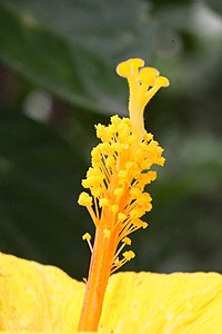 Hibiscus