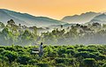 Image 67An old man carrying two baskets on a stick through a field of tea plants in Jaflong, Sylhet, Bangladesh, with misty hills in the background. Photo Credit: Abdul Momin