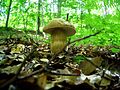 Boletus reticulatus of Šumadija