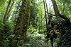 The forest in Marquam Nature Park