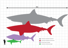 Drawing comparing sizes of Megalodon, great white shark and a man, Megalodon is 18m long and great white 6m.