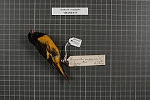 Preserved specimen of Carduelis uropygialis/Spinus uropygialis. There are tags on the bird's leg identifying it. It has a yellow underside and black head, wings, and back.