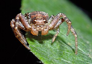 The crab spider Ozyptila praticola (Arachnida: Araneae: Thomisidae)