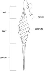 Diagram of Palaeoxyris egg cases, thought to have been produced by hybodonts