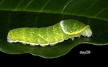 Larva