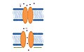 Prokaryotic model. Channel opens in response to membrane deformation (green arrows). Adapted from Lumpkin et al.[66]