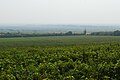 A vineyard in Romania