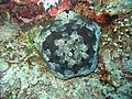 A cushion star in Apo Reef