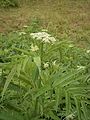 Sambucus ebulus