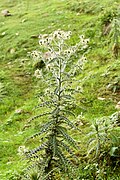 Thistle plant (Cirsium wallichii)