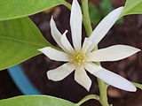 A top view of a flower at climax; the flowers of M. × alba are noted for their fragrance