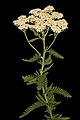 Image 29Yarrow, a medicinal plant found in human-occupied caves in the Upper Palaeolithic period. (from History of medicine)