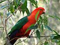 Australian king parrot