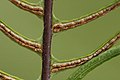 A fertile leaf with sori