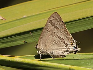 Ventral view