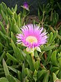 Carpobrotus edulis