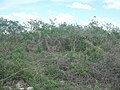 View of the archaeological site around Hacienda Chichí Suárez.