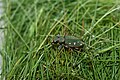 Cicindela clypeata