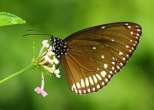 Ventral view