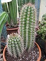 Coleocephalocereus goebelianus