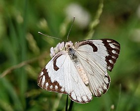 Dorsal view