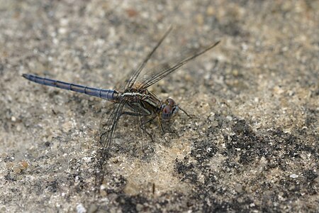 Orthetrum taeniolatum male