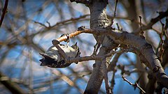 A downy woodpecker hanging upside down