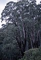 Eucalyptus chapmaniana near Bogong