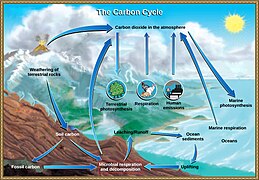 Carbon cycle