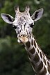 The giraffe of copyright discussion