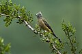 Silky-flycatcher