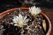 Gymnocalycium gibbosum var. nobile