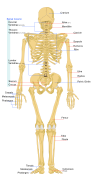 Human skeleton back en