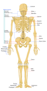 Human skeleton back en (2007-10-31)