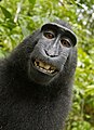 Image 19One of two monkey selfies taken by Celebes crested macaques using equipment belonging to the British nature photographer David Slater. In mid-2014, the images' hosting on Wikimedia Commons was at the centre of a dispute over whether copyright could be held on artworks made by non-human animals. Slater argued that, as he had "engineered" the shot, he held copyright, while Wikimedia considered the photographs public domain on the grounds that they were made by an animal rather than a person. In December 2014, the United States Copyright Office stated that works by a non-human are not subject to US copyright, a view reaffirmed by a US federal judge in 2016.